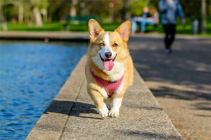 Blood in Dog Urine: 5 Urgent Signs You Should Never Ignore
