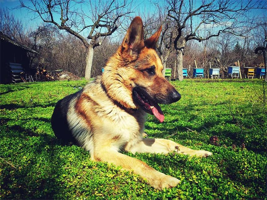 Oatmeal Bath for Dogs: 5 Simple Steps to Soothe Itchy Skin