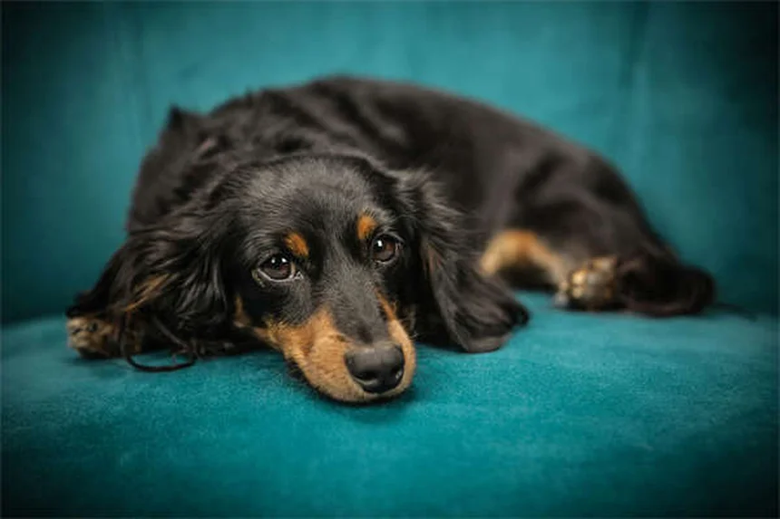 Oatmeal Bath for Dogs: 5 Simple Steps to Soothe Itchy Skin