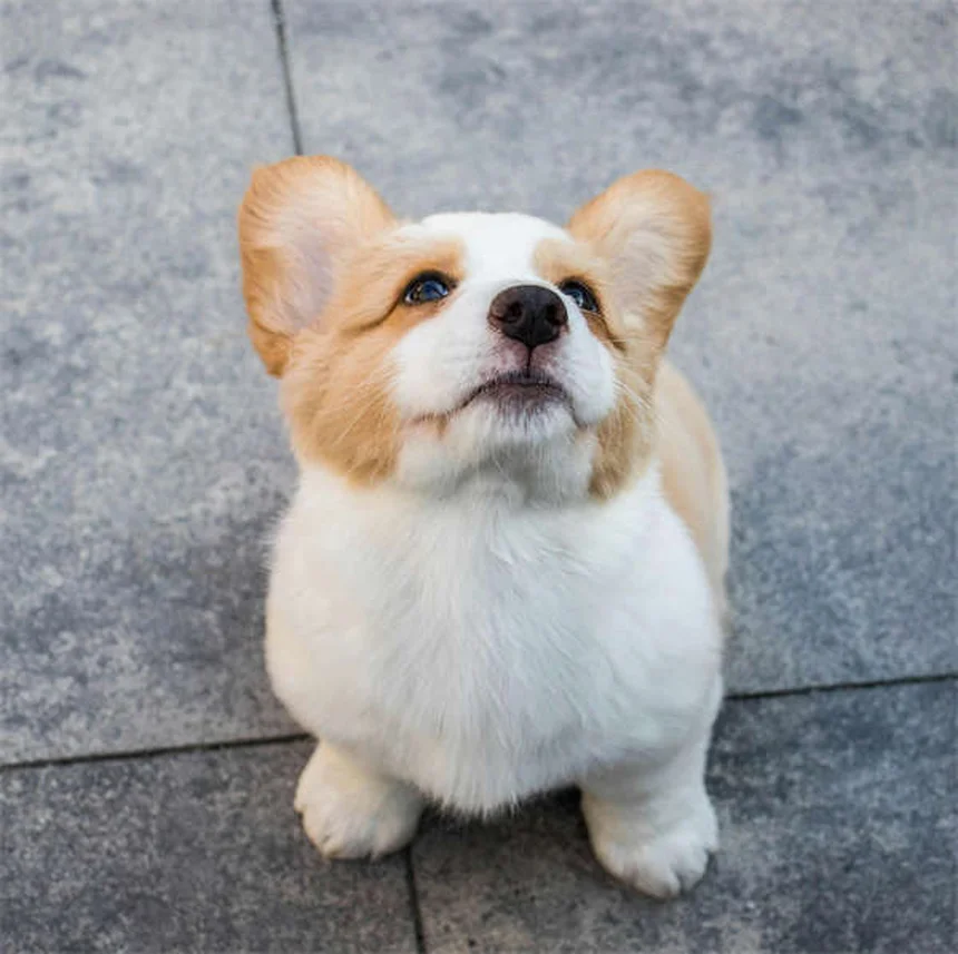 Oatmeal Bath for Dogs: 5 Simple Steps to Soothe Itchy Skin