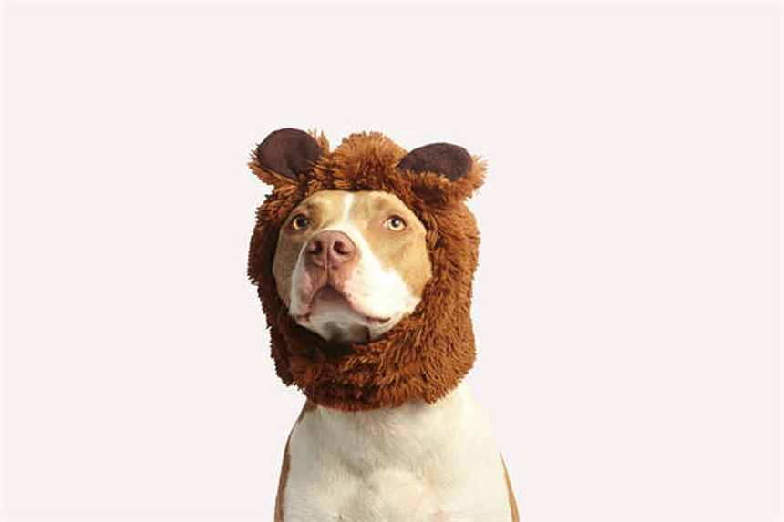 5 Pet Anesthesia Risks: What Every Owner Must Know