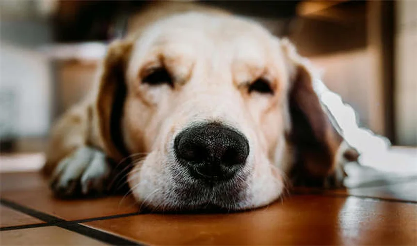 5 Pet Anesthesia Risks: What Every Owner Must Know