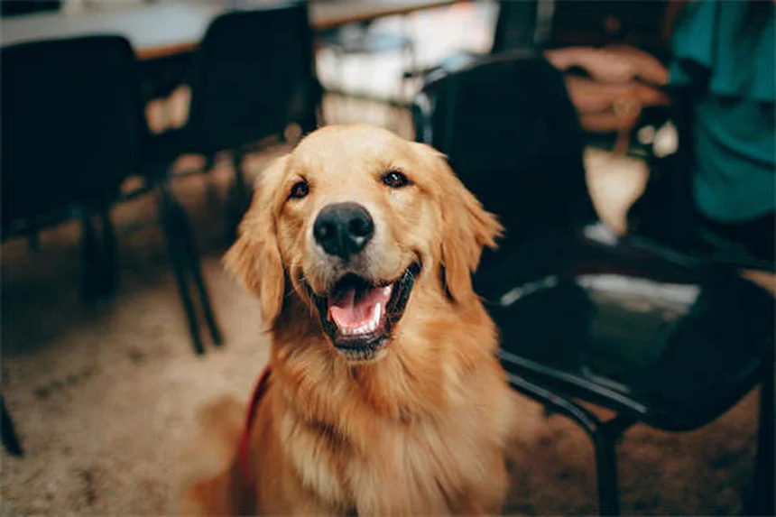 5 Pet Anesthesia Risks: What Every Owner Must Know