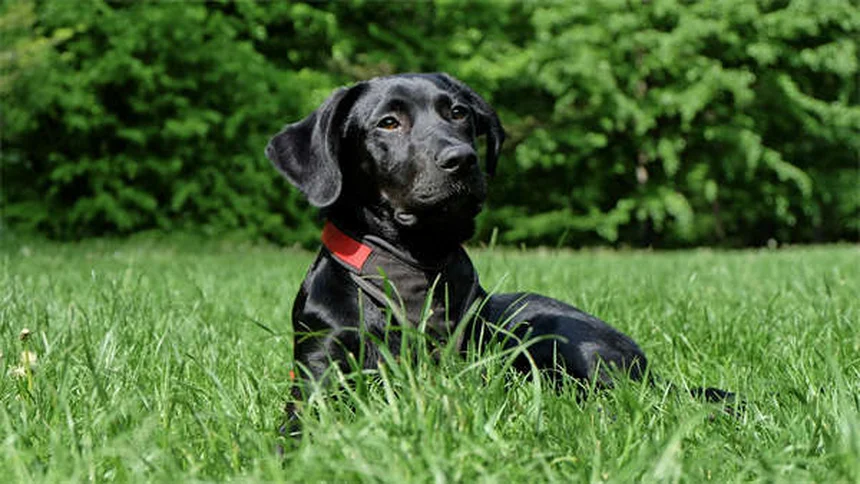 How to Help Traumatized Pets: 5 Proven Healing Techniques