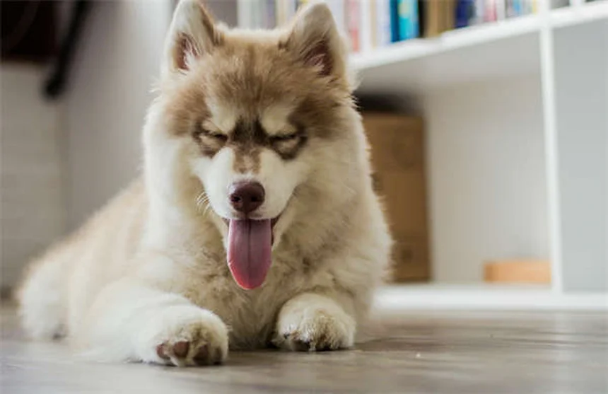How to Help Traumatized Pets: 5 Proven Healing Techniques
