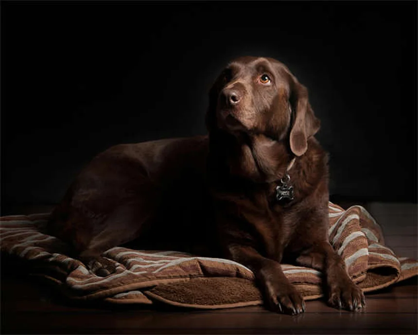 How to Help Traumatized Pets: 5 Proven Healing Techniques