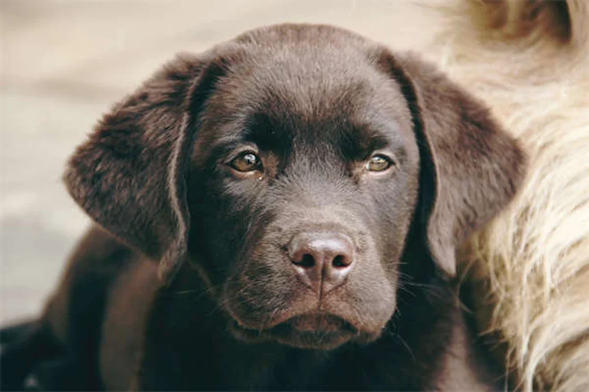 Galliprant for Dogs: Safe Pain Relief for Canine Arthritis