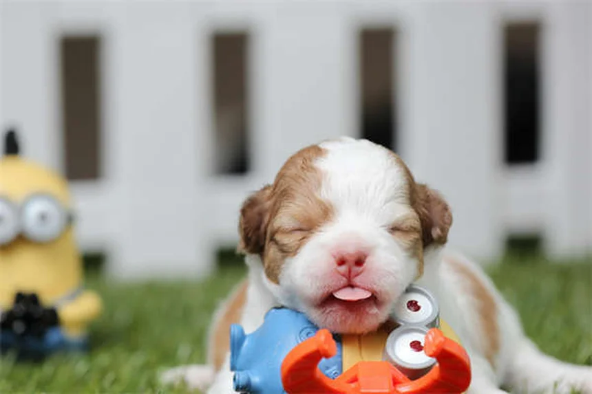 Galliprant for Dogs: Safe Pain Relief for Canine Arthritis