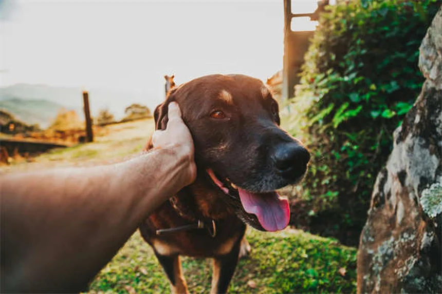 Galliprant for Dogs: Safe Pain Relief for Canine Arthritis
