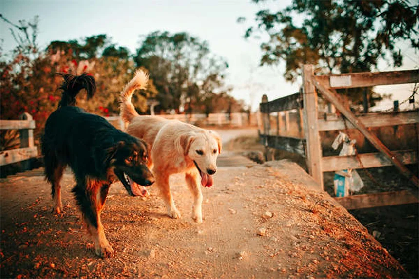 Grandparenting with Pets: The Unexpected Joys and Challenges