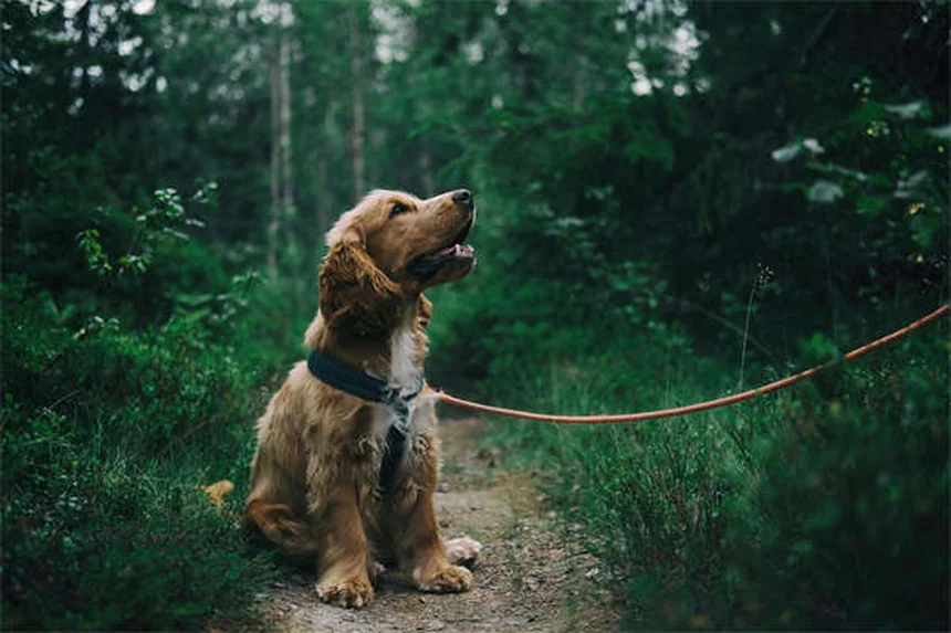 Grandparenting with Pets: The Unexpected Joys and Challenges