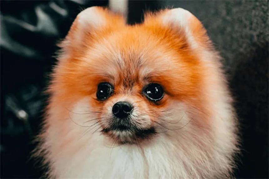 Why Do Dogs Eat Poop? 7 Surprising Reasons & How to Stop It