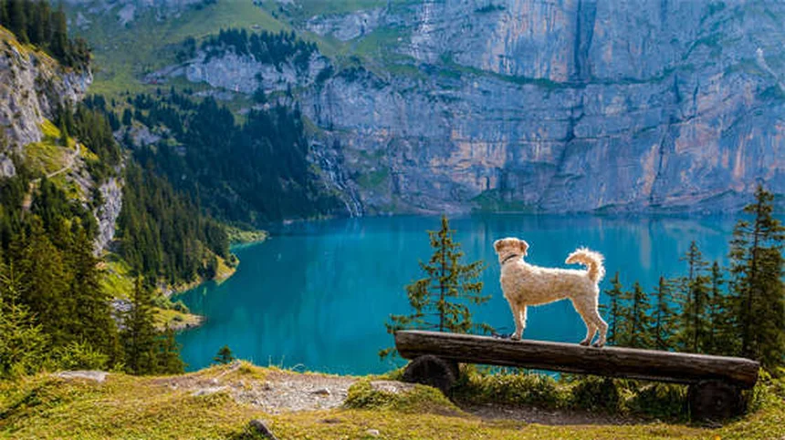 Why Do Dogs Eat Poop? 7 Surprising Reasons & How to Stop It