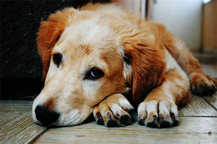 Blood in Dog Urine: 5 Urgent Signs You Should Never Ignore