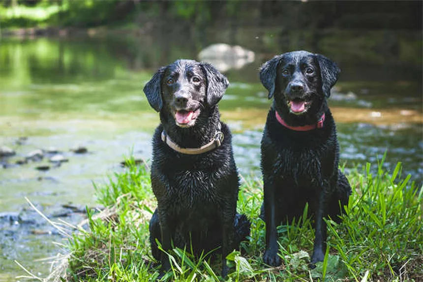 Blood in Dog Urine: 5 Urgent Signs You Should Never Ignore