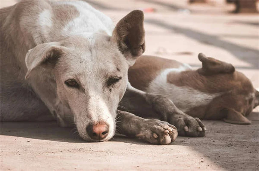 Blood in Dog Urine: 5 Urgent Signs You Should Never Ignore