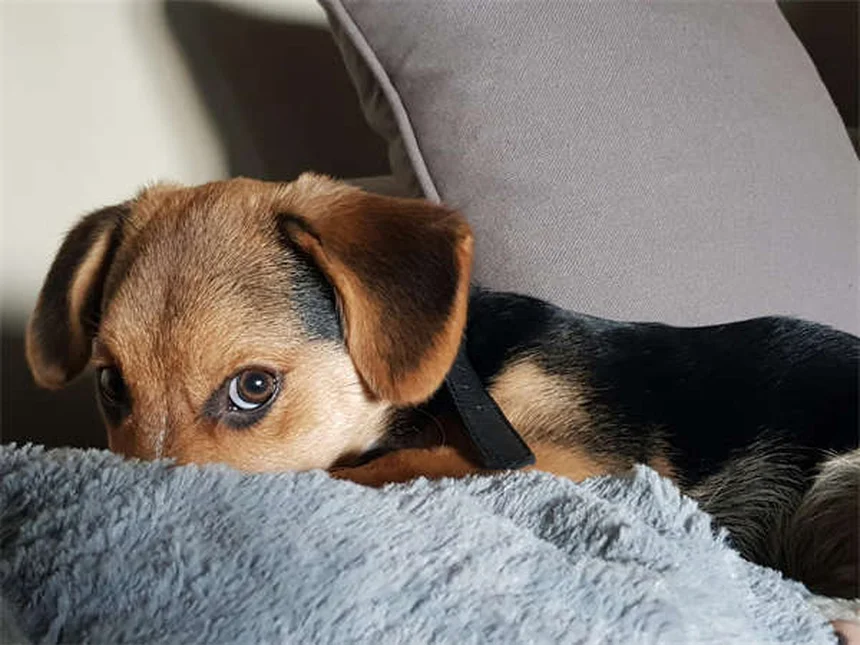 Dog Hot Spots: 5 Fast Treatments That Actually Work