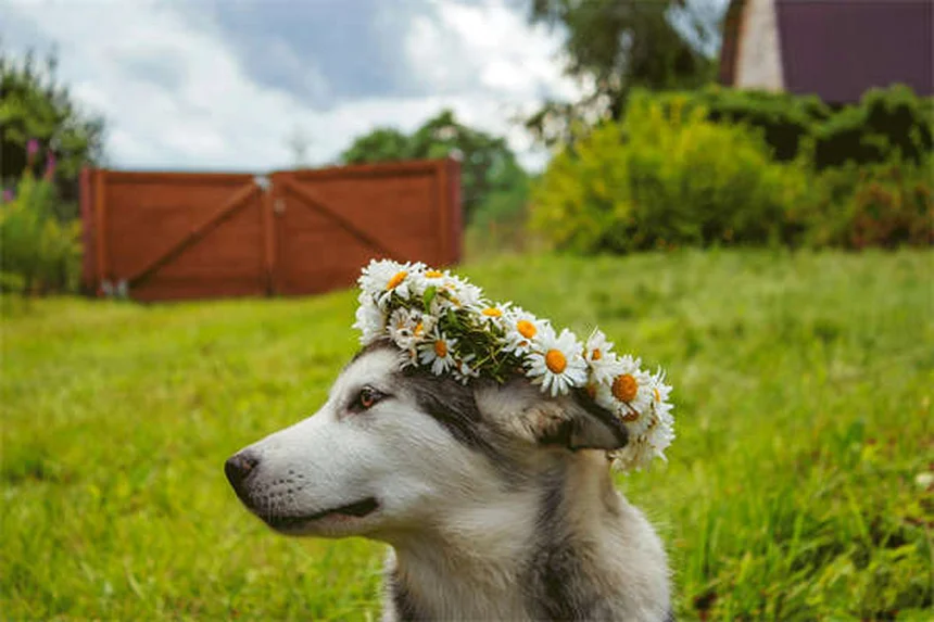 Dog Hot Spots: 5 Fast Treatments That Actually Work