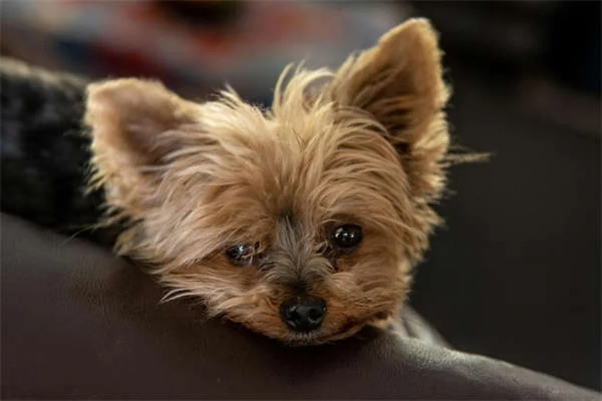 Dog Hot Spots: 5 Fast Treatments That Actually Work