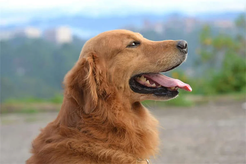 Why Do Dogs Pant? 5 Key Reasons & When to Worry
