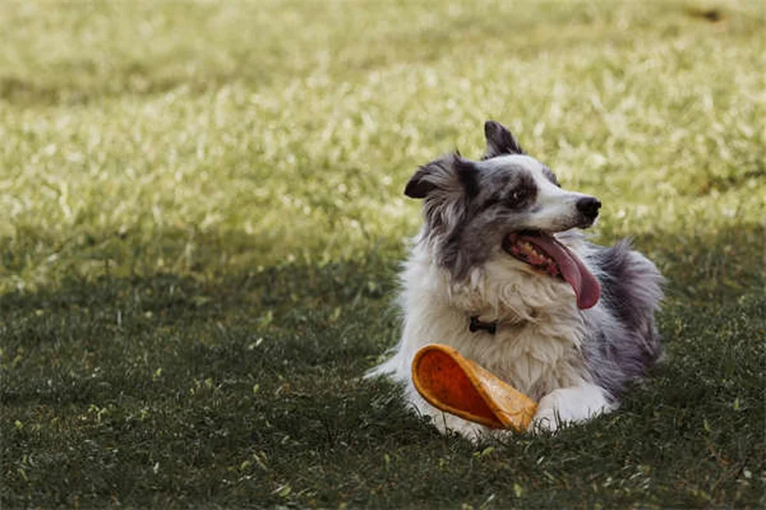 Best Puppy Food: 5 Vet-Approved Picks for Healthy Growth