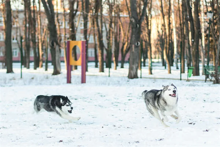 Best Puppy Food: 5 Vet-Approved Picks for Healthy Growth
