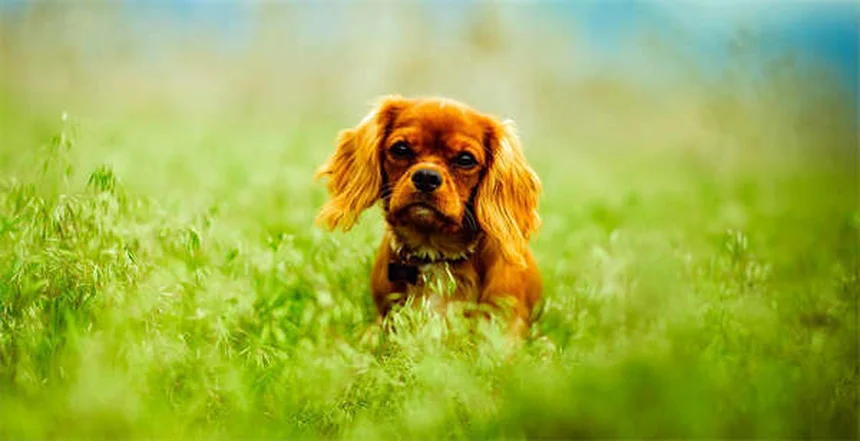 Best Puppy Food: 5 Vet-Approved Picks for Healthy Growth