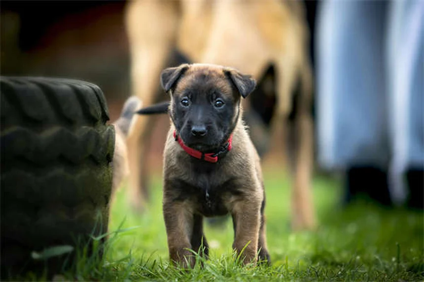Year-Round Flea Protection: Why Winter Flea Prevention Matters