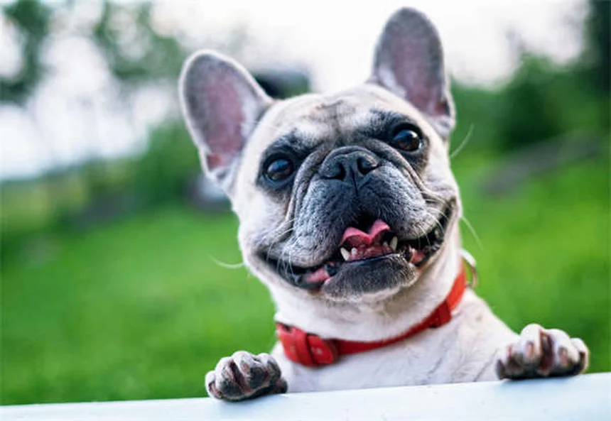 Year-Round Flea Protection: Why Winter Flea Prevention Matters