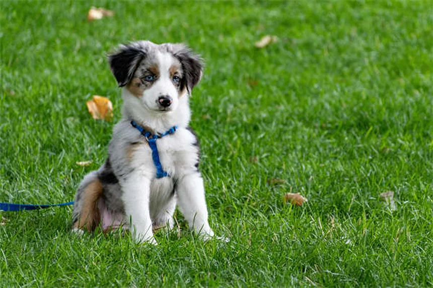 Wood Tick Prevention: 5 Essential Tips to Protect Your Pet