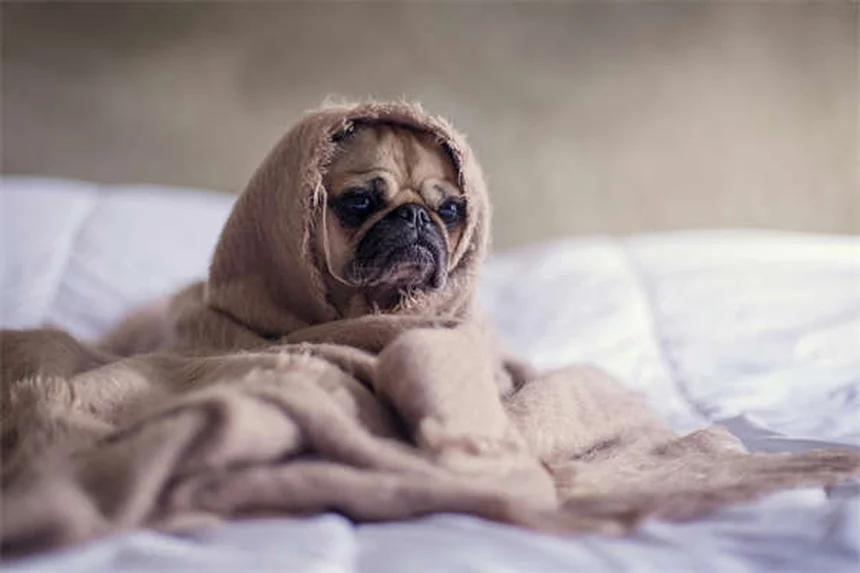 Wood Tick Prevention: 5 Essential Tips to Protect Your Pet