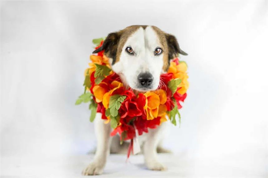 Bravecto® for Dogs & Cats: Flea & Tick Protection That Works