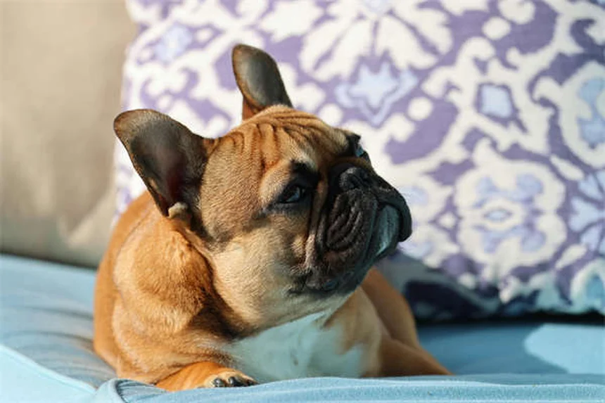 Cat Cataracts: 5 Warning Signs Every Pet Owner Should Know