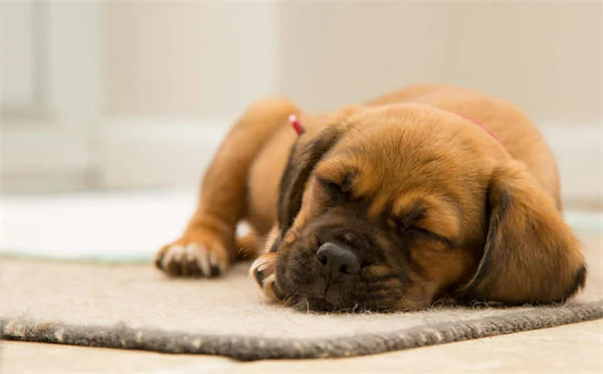 Why Is My Cat Sneezing? 7 Common Causes & When to Worry
