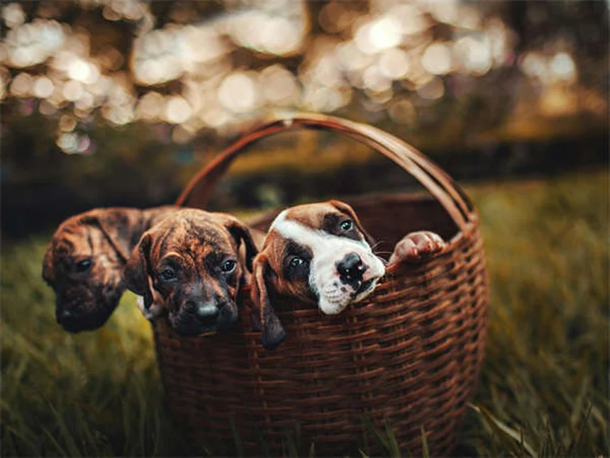 Dog Rash on Belly: 5 Signs You Should Never Ignore
