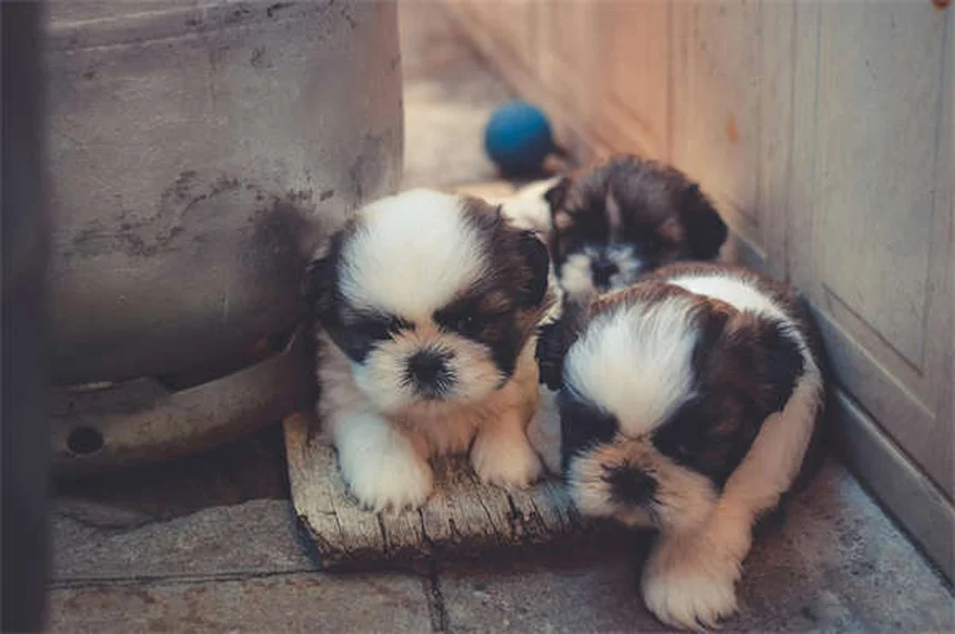 Dog Rash on Belly: 5 Signs You Should Never Ignore