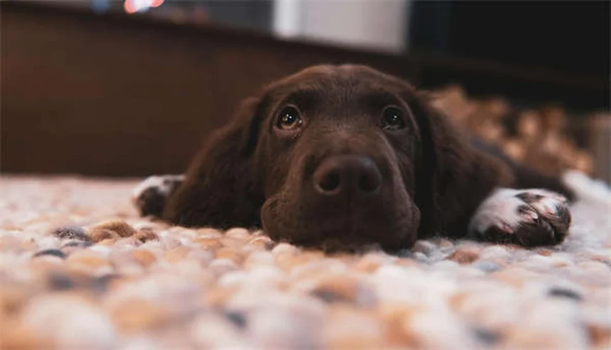 Dog Rash on Belly: 5 Signs You Should Never Ignore