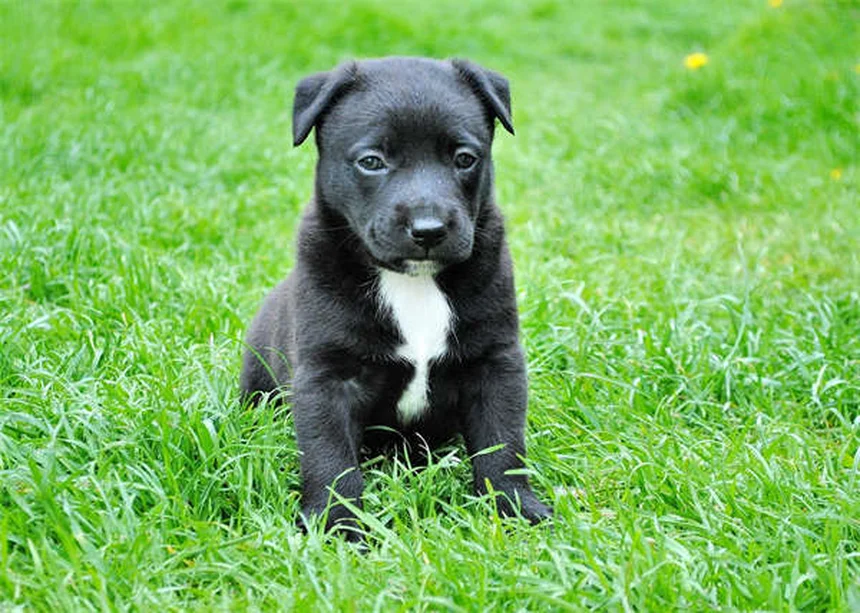 Metoclopramide for Pets: Uses, Dosage & Side Effects Guide