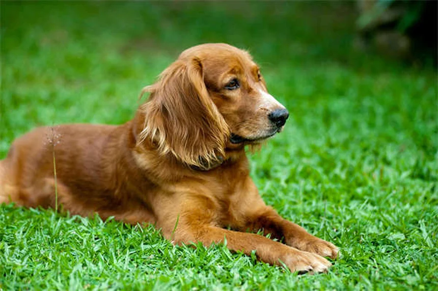 10 Best Senior Dog Toys for Happy & Healthy Playtime