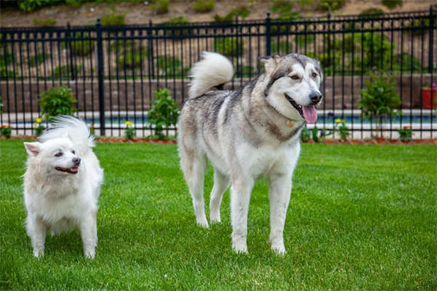 10 Best Senior Dog Toys for Happy & Healthy Playtime