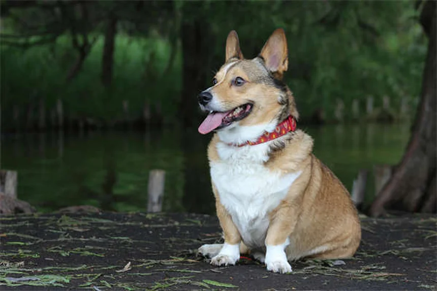 5 Shocking Reasons Pet Euthanasia Spikes During Holidays