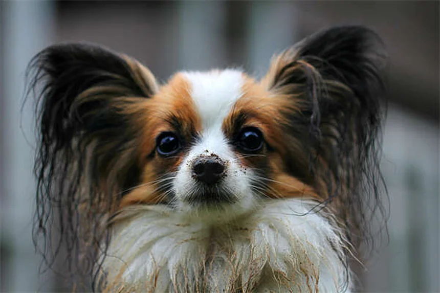5 Shocking Reasons Pet Euthanasia Spikes During Holidays