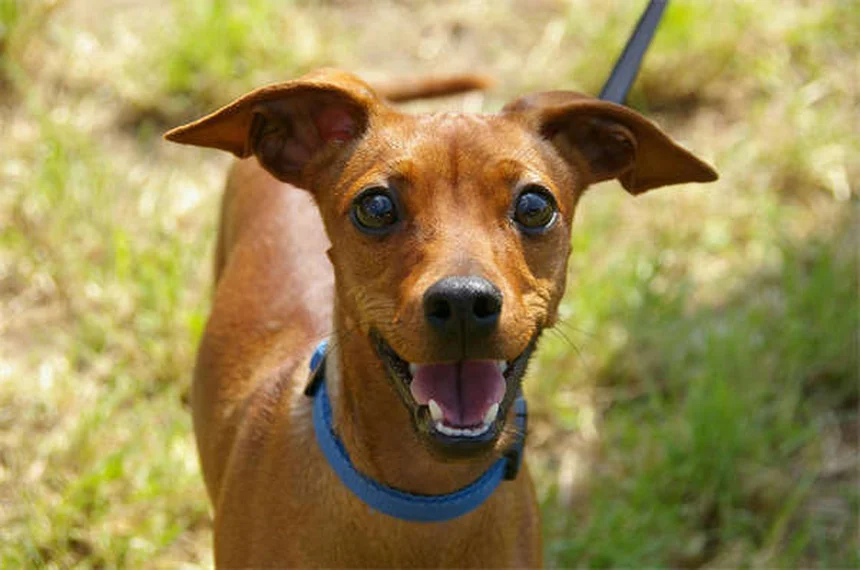 5 Shocking Reasons Pet Euthanasia Spikes During Holidays