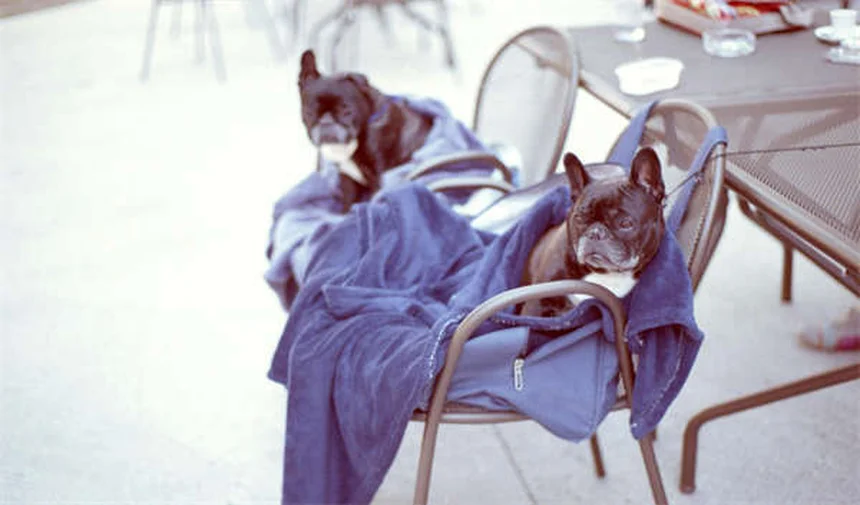 5 Shocking Reasons Pet Euthanasia Spikes During Holidays