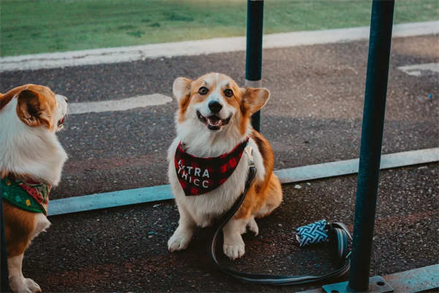 Puppy's First Vet Visit: What to Expect & How to Prepare