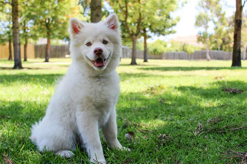 Puppy's First Vet Visit: What to Expect & How to Prepare