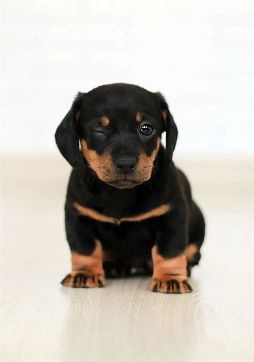 Puppy's First Vet Visit: What to Expect & How to Prepare