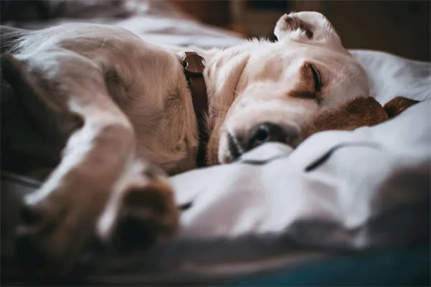 Why Do Cats Bury Their Poop? 5 Fascinating Reasons Explained