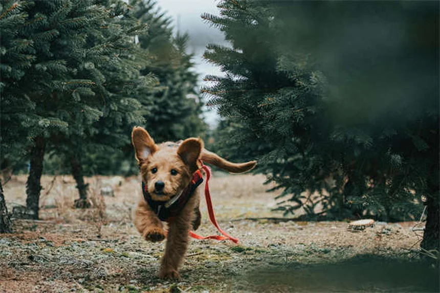 Dog Seizures: Symptoms, Causes & What to Do Immediately