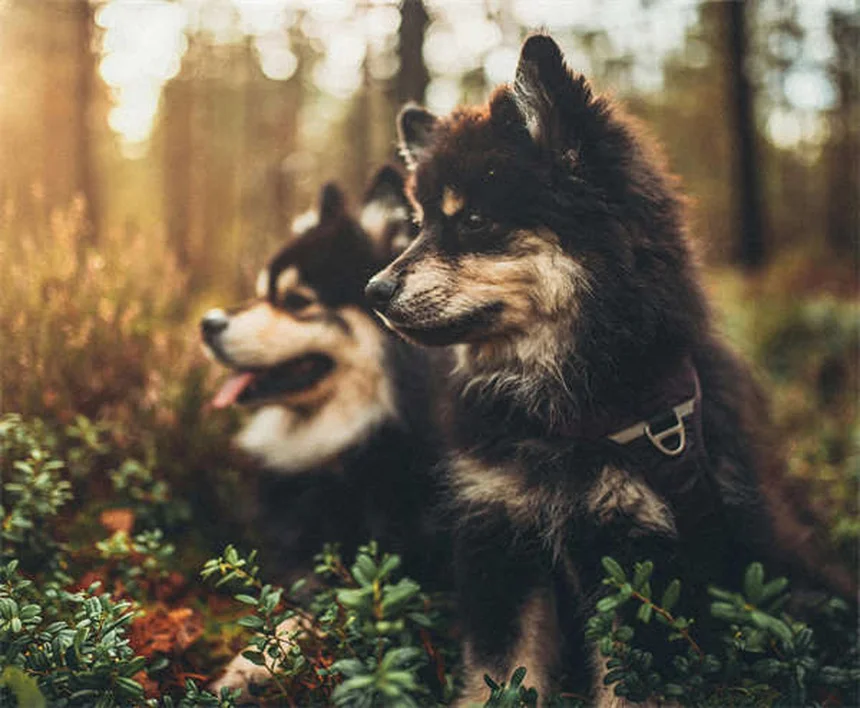 Dog Seizures: Symptoms, Causes & What to Do Immediately